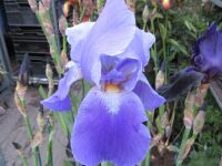 Iris Blue Rhythm (Tall Bearded) - 3 litre pot