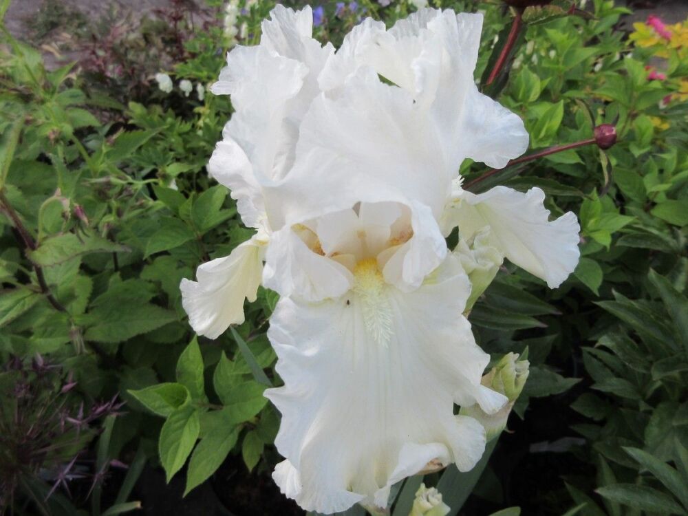 Iris Madeira Belle (Tall Bearded) - 3 litre pot