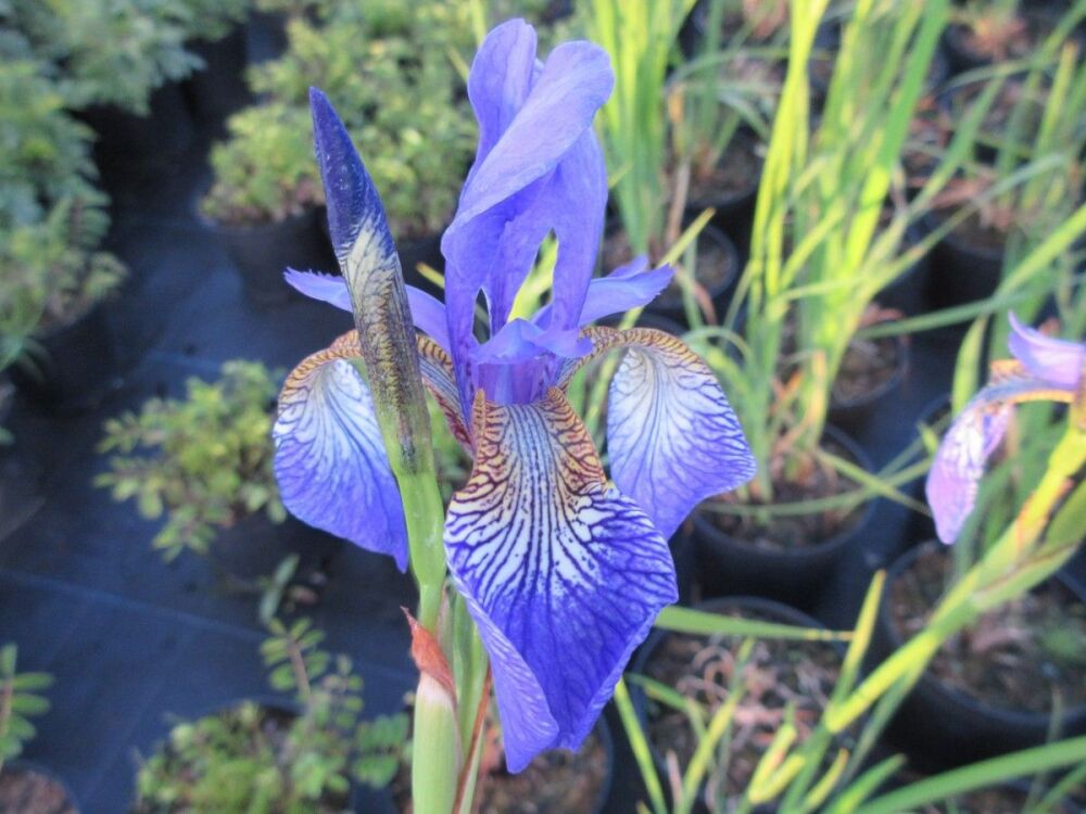Iris sibirica Caesar's Brother - 2 litre pot