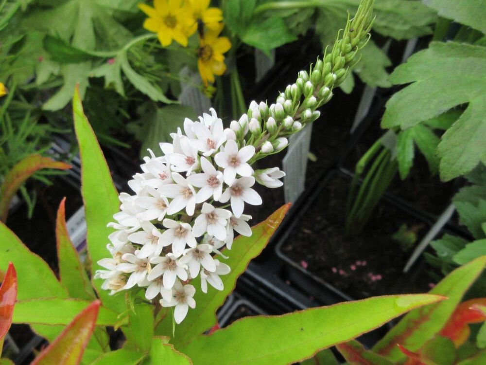 Lysimachia clethroides - 9cm pot