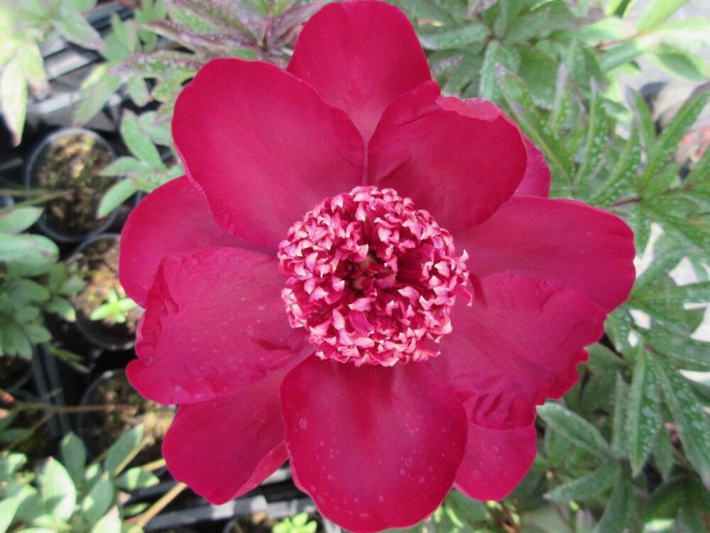 Paeonia lactiflora Nippon Beauty - 3 litre pot