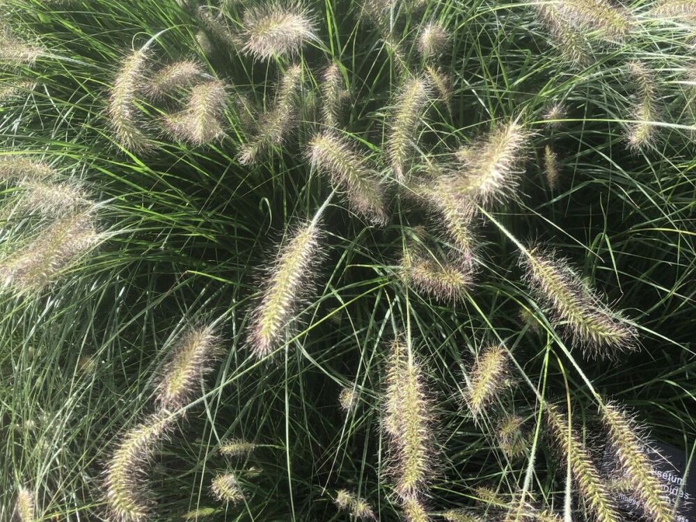 Pennisetum alopecuroides Hameln - 2 litre pot