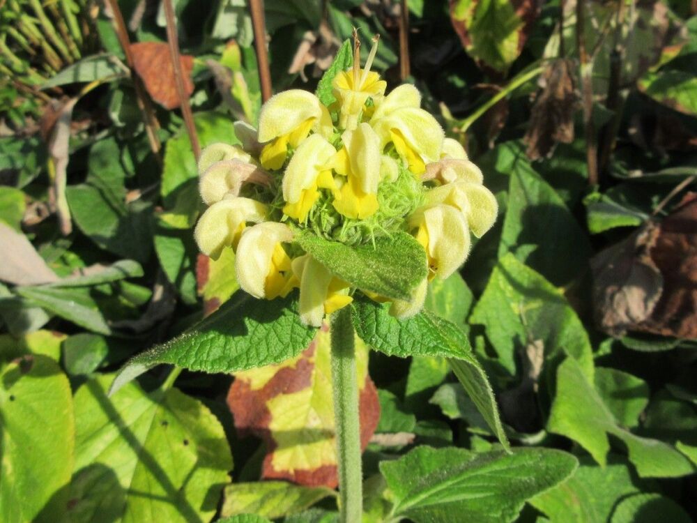 Phlomis russeliana - 2 litre pot