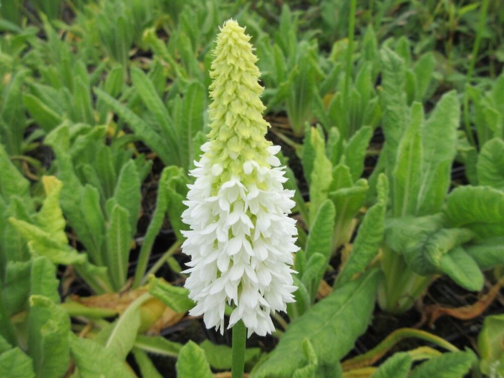 Primula vialii Alison Holland- 9cm pot