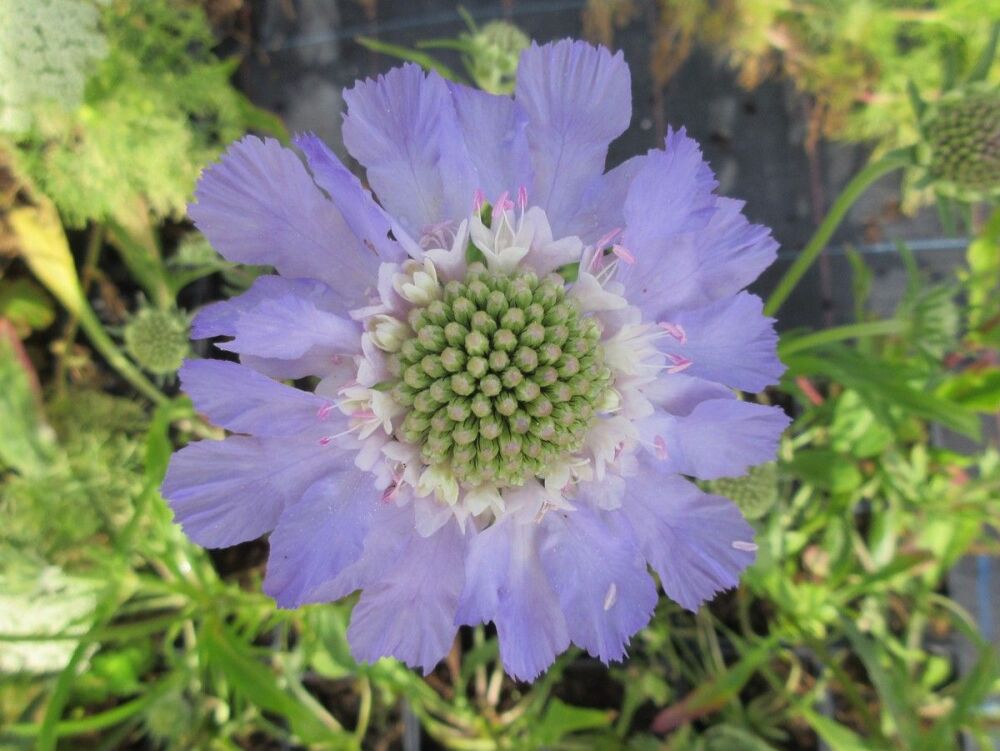 Scabiosa caucasica Perfecta Blue - 9cm pot