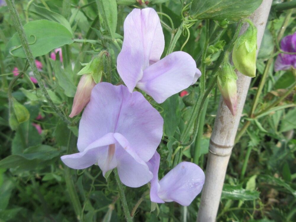 Sweet Pea, Leamington - 9cm pot