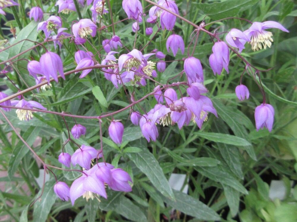 Thalictrum delavayi var. decorum - 9cm pot