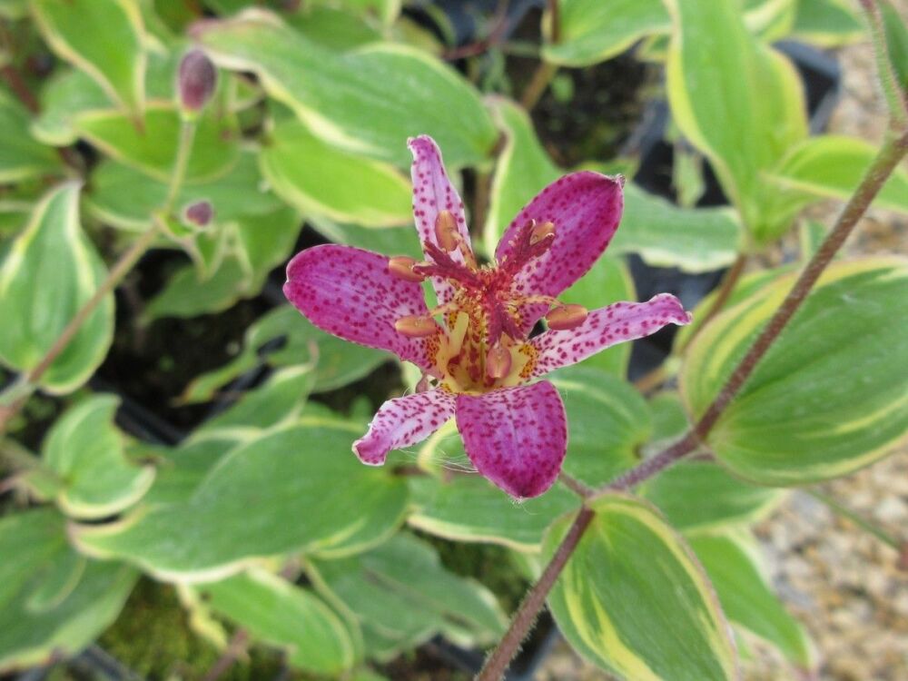 Tricyrtis formosana Autumn Glow - 9cm pot