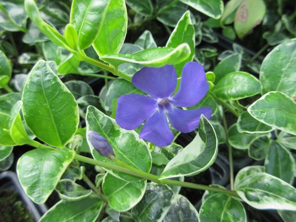 Vinca minor Ralph Shugert - 9cm pot