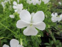 Viola cornuta Wisley White - 9cm pot