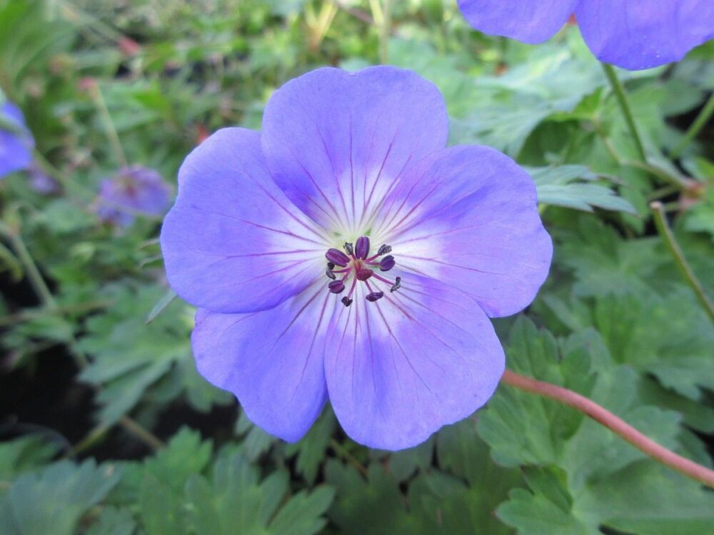 Geranium Azure Rush - 2 litre pot