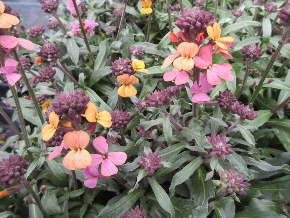 Erysimum Erysistible Sunset - 9cm pot