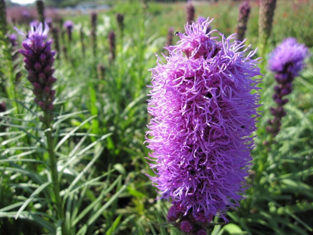 Liatris spicata Kobold - 2 litre pot