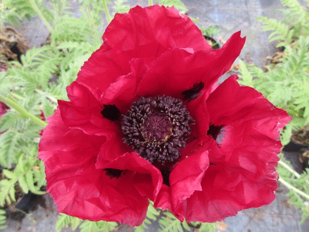 Papaver Red Rumble - 2 litre pot