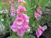 Digitalis Panther - 2 litre pot