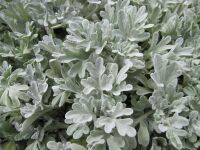Artemisia stelleriana Boughton Silver - 9cm pot