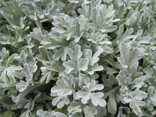 Artemisia stelleriana Boughton Silver - 9cm pot