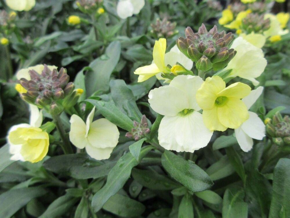 Erysimum Rysi Moon - 1 litre pot