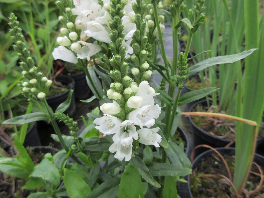 Physostegia virginiana Miss Manners - 2 litre pot