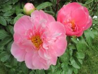 Paeonia Salmon Chiffon - 3 litre pot