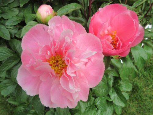 Paeonia Salmon Chiffon - 3 litre pot