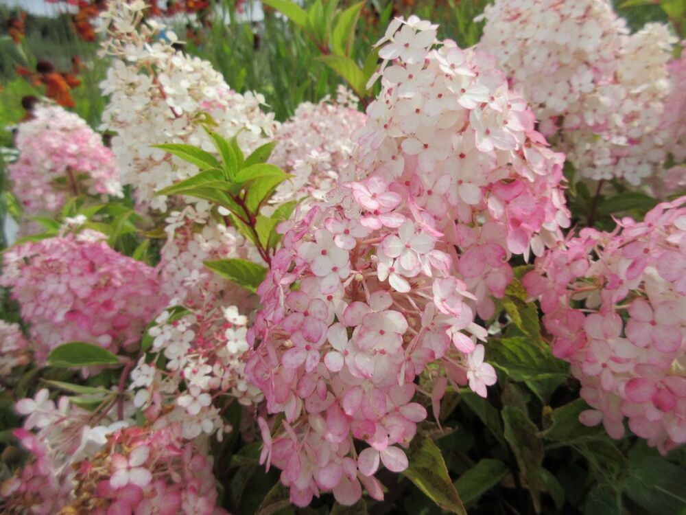 Hydrangea paniculata Vanille Fraise - 3 litre pot