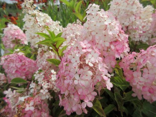 Hydrangea paniculata Vanille Fraise - 3 litre pot