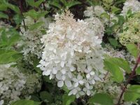 Hydrangea paniculata Phantom - 3 litre pot