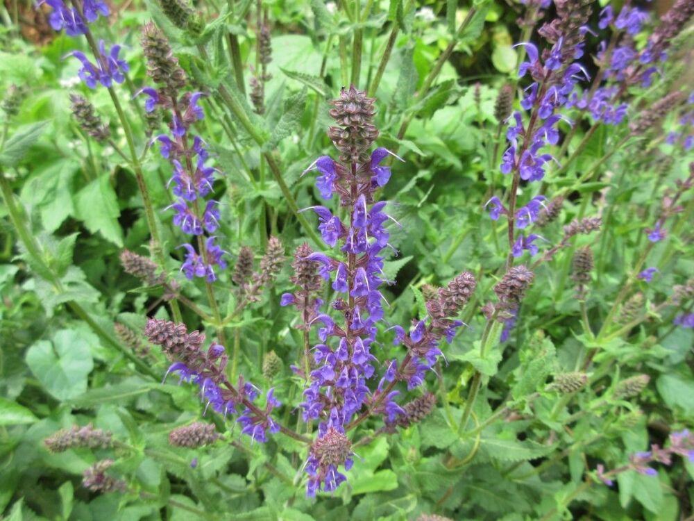 Salvia x sylvestris Mainacht - 9cm pot