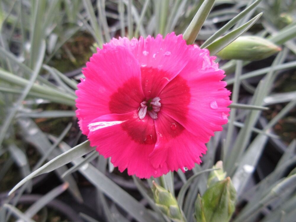 Dianthus Cosmopolitan - 1 litre pot
