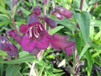 Penstemon Pensham Plum Jerkum - 2 litre pot