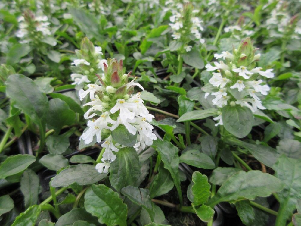 Ajuga reptans f. albiflora Alba - 9cm pot