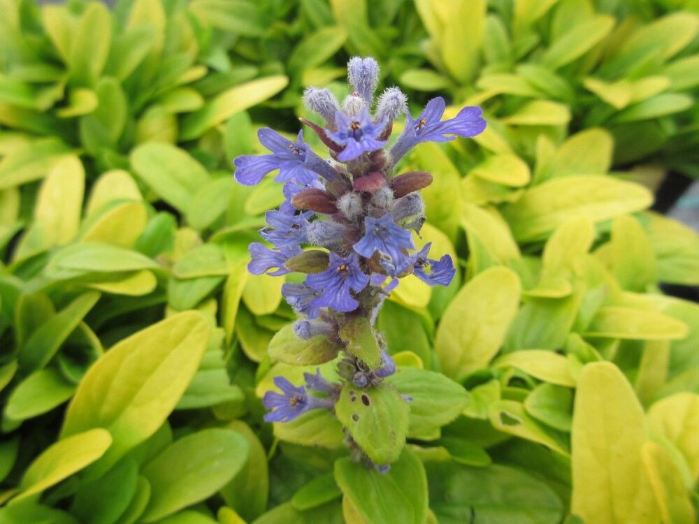 Ajuga reptans Feathered Friends Cordial Canary - 9cm pot