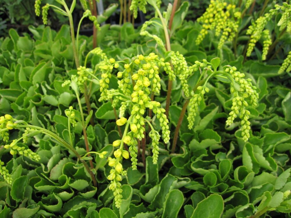 Chiastophyllum (Umbilicus) oppositifolium - 9cm pot