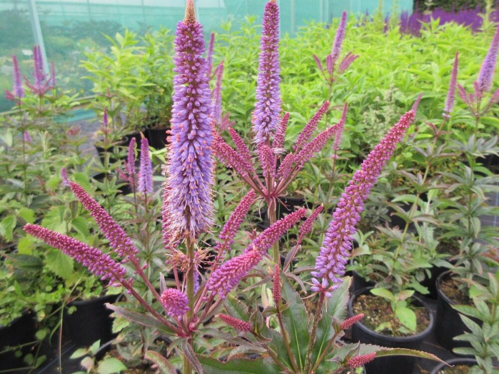 Veronicastrum virginicum Cupid - 2 litre pot