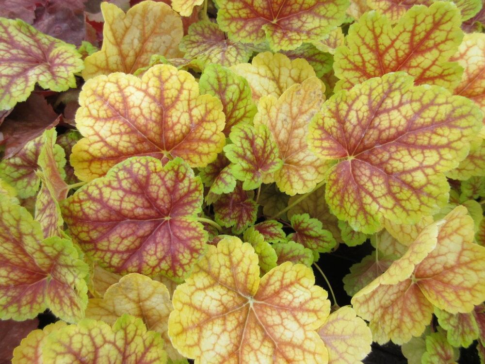 Heuchera Eternal Flame - 9cm pot