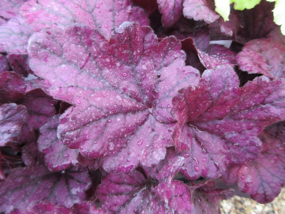 Heuchera Electric Plum - 9cm pot