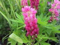 Lupinus Lupinova Cutie - 2 litre pot