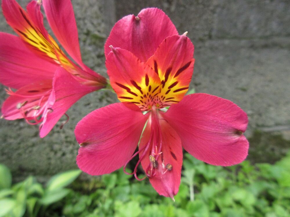 Alstroemeria Mars - 9cm pot