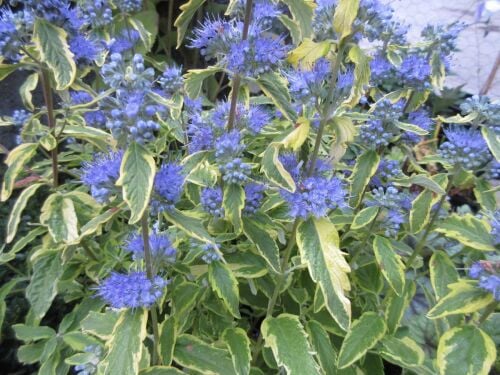 Caryopteris x clandonensis Summer Sorbet - 3 litre pot