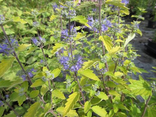 Caryopteris x clandonensis Hint of Gold - 9cm pot