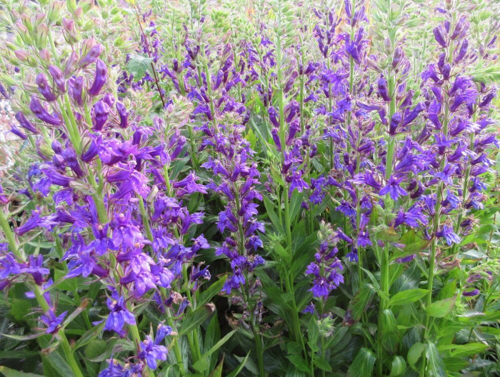 Lobelia x speciosa Starship Blue - 9cm pot