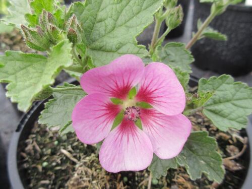 Anisodontea Lady in Pink - 2 litre pot