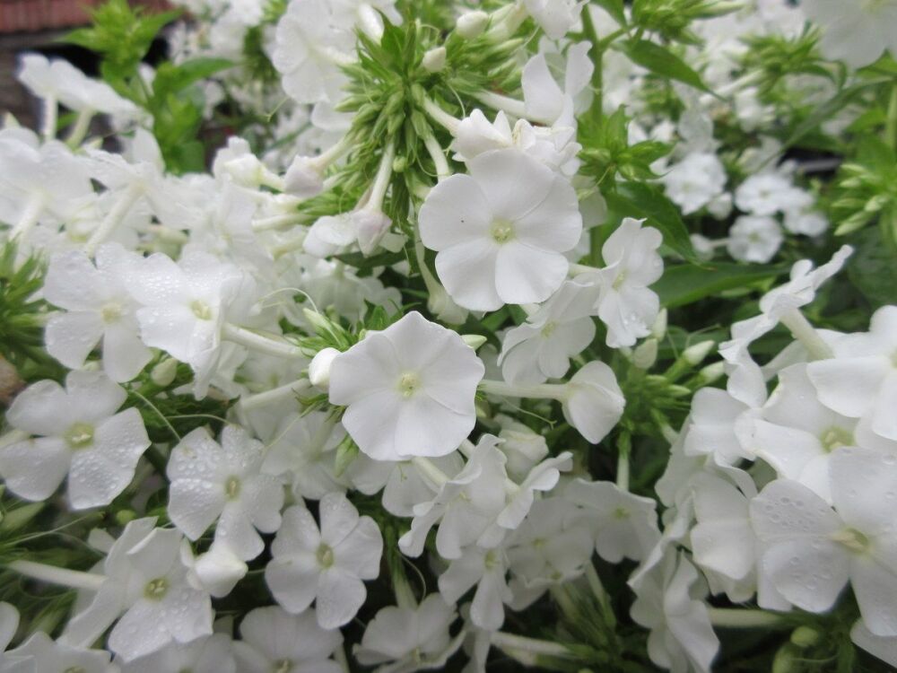 Phlox paniculata David - 2 litre pot