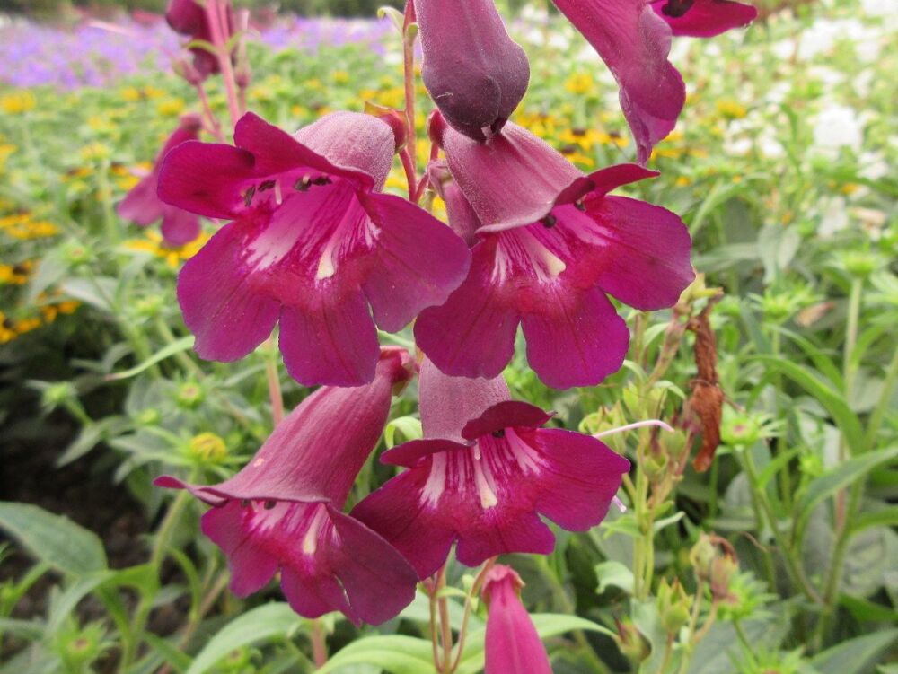 Penstemon Blackbird - 2 litre pot