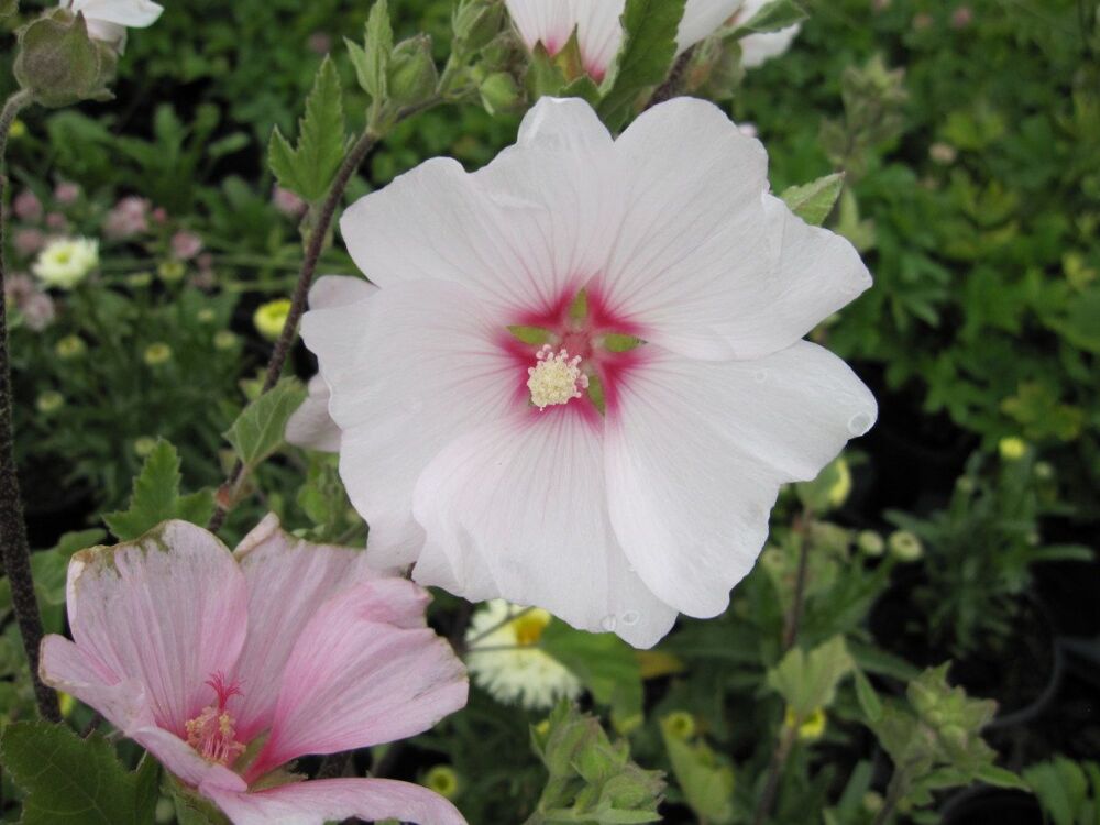 Lavatera x clementii Barnsley - 9cm pot