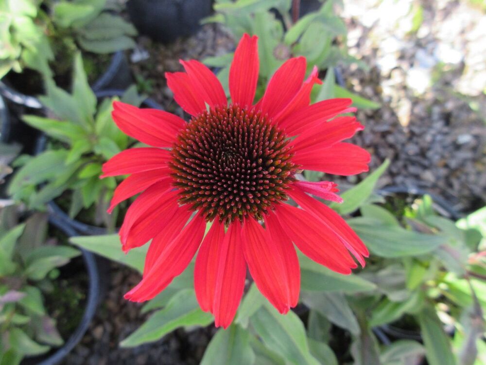 Echinacea SunSeekers Orange - 9cm pot