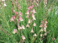 Linaria Peachy - 9cm pot