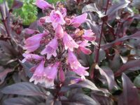 Penstemon digitalis Dakota Burgundy - 2 litre pot