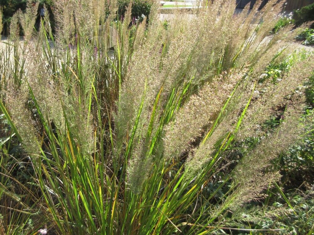 Calamagrostis brachytricha - 2 litre pot